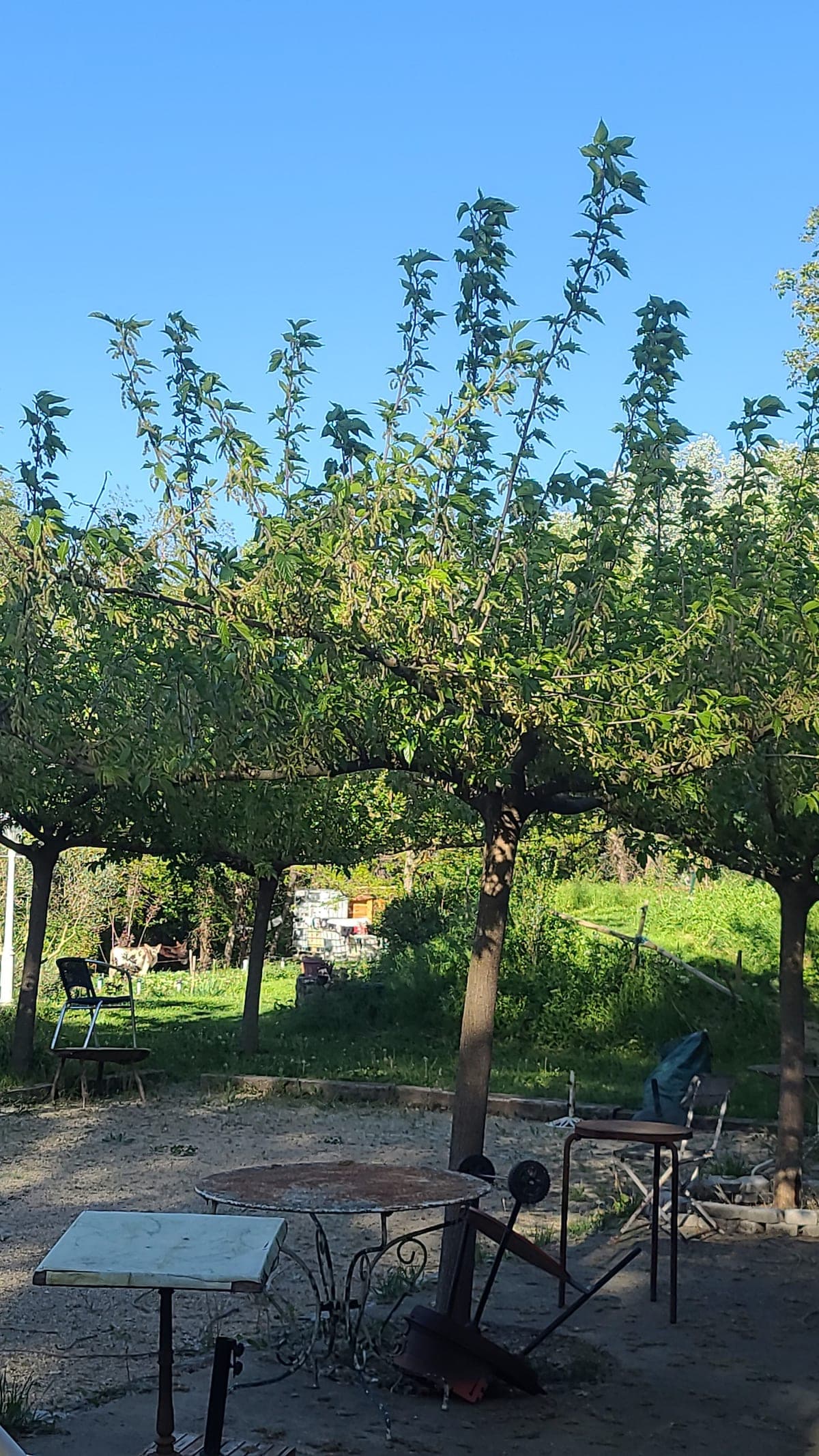 Gîte au vert avec jardin clos et piscine à partager, La Tour-d'Aigues - Photo 22